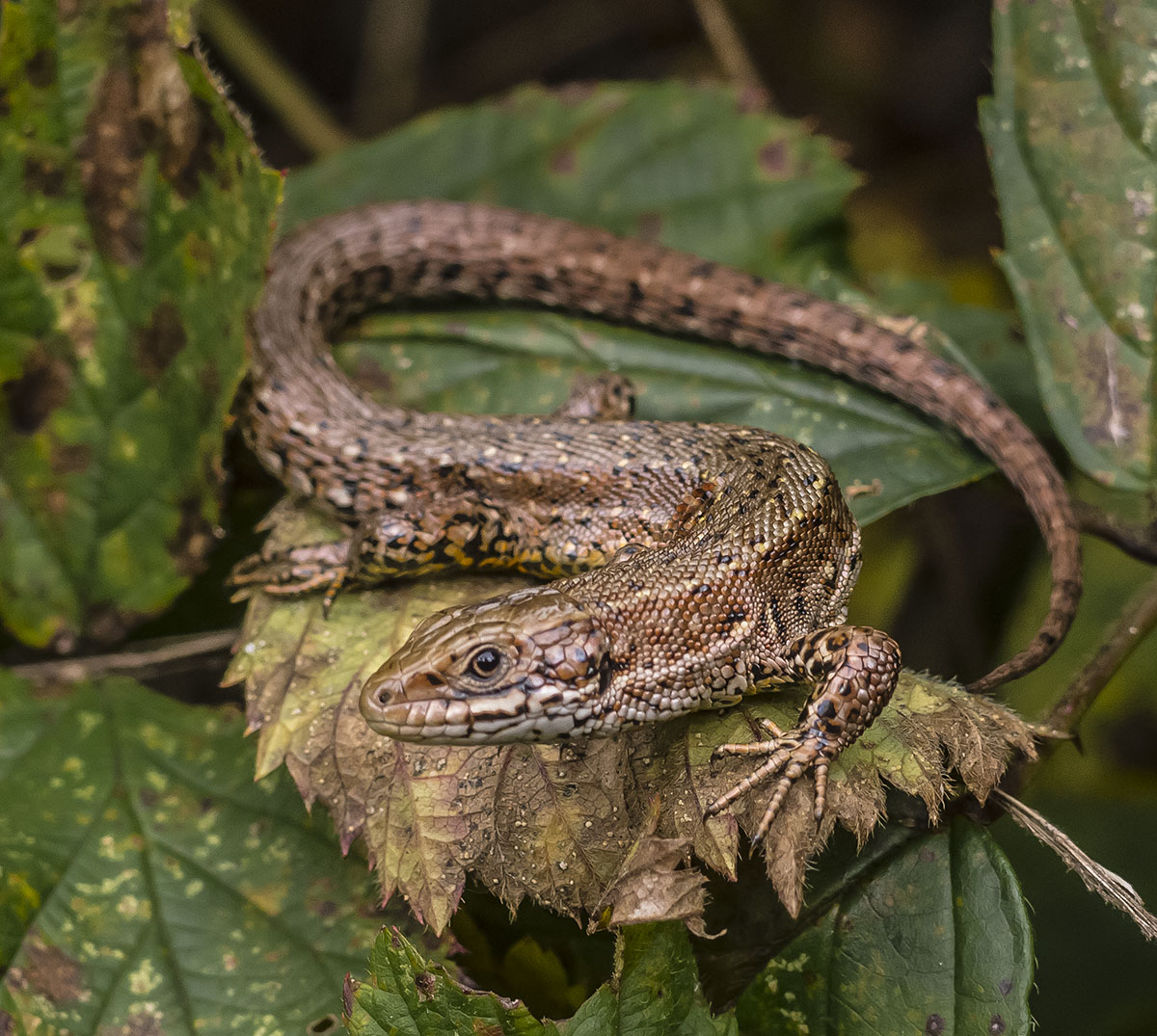 The viviparous lizard (*Zootoca vivipara*) in the Aamsveen, The Netherlands. CC-BY-SA [Ocrdu](https://commons.wikimedia.org/wiki/User:Ocrdu).